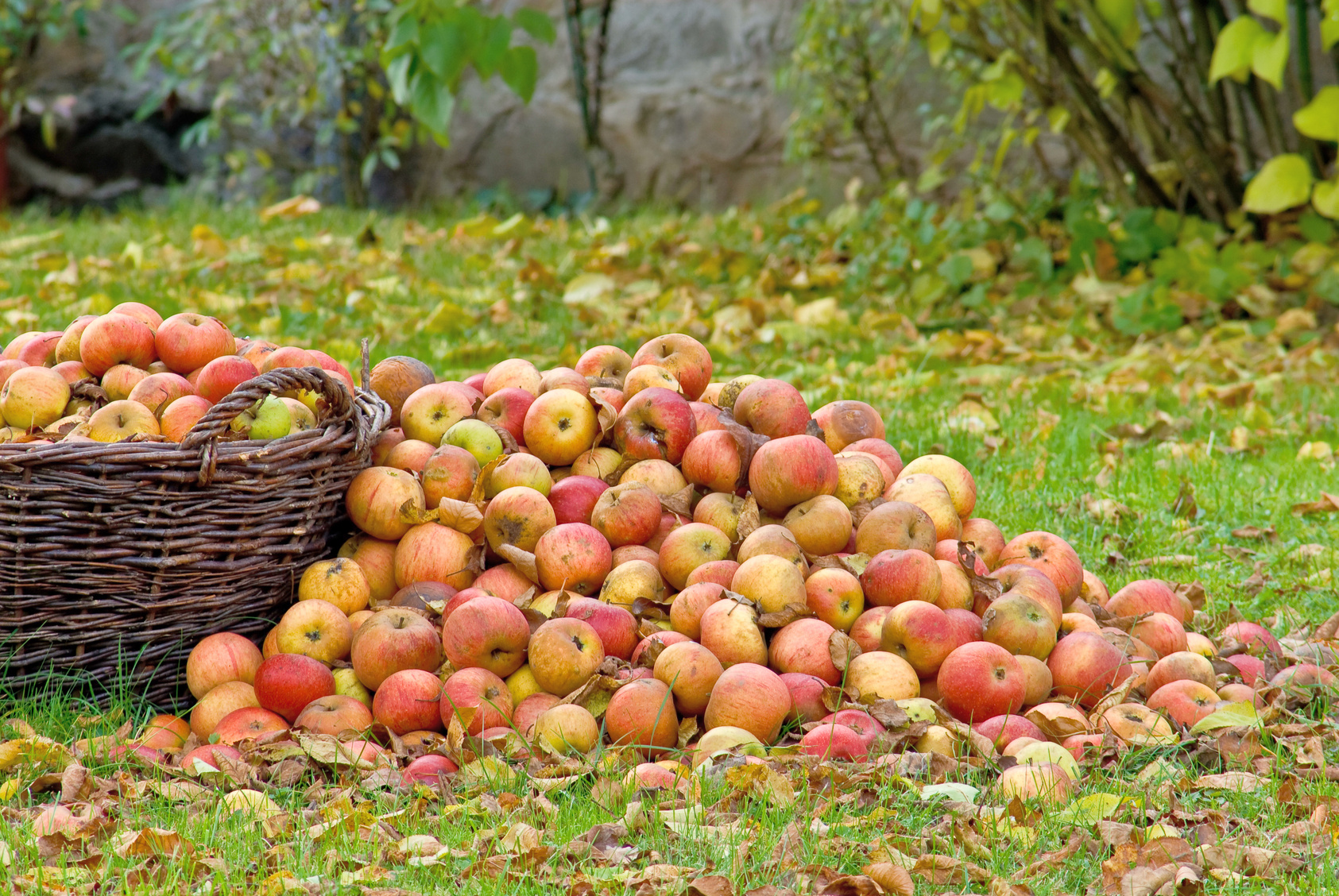 mashing and fermenting apples