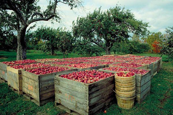 fruit harvest - we have the supplies